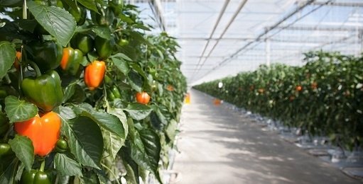 Summer greenhouses: the mast-heave of the grower