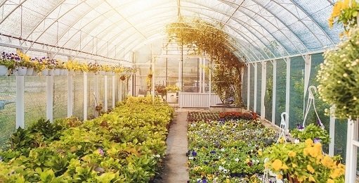 Quarantine-independent. Gardening on the rise